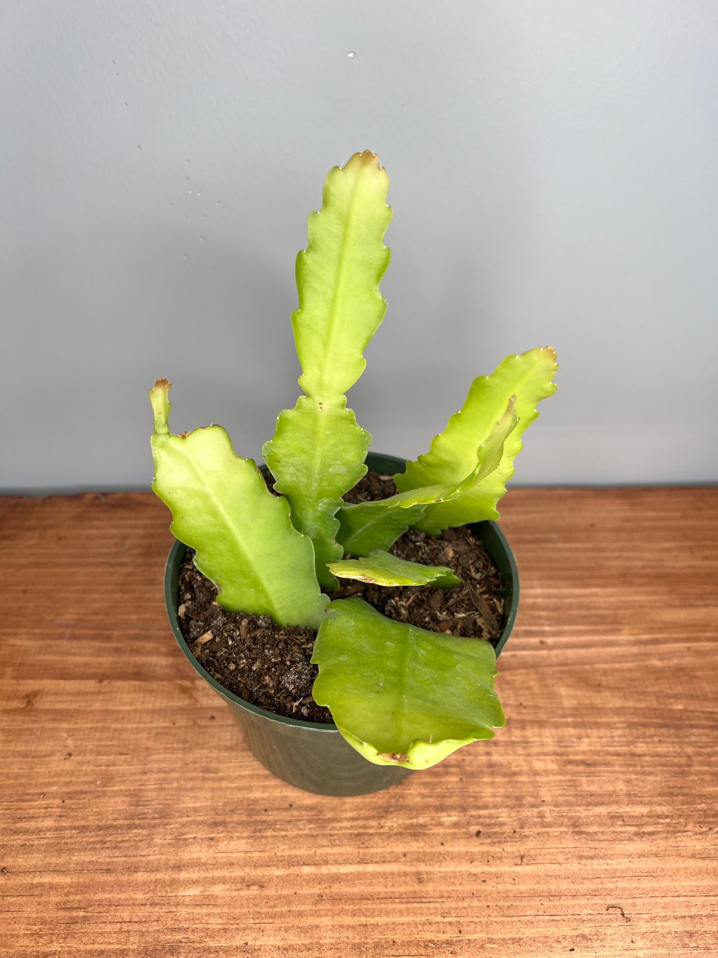Beaver Tail Cactus 6”