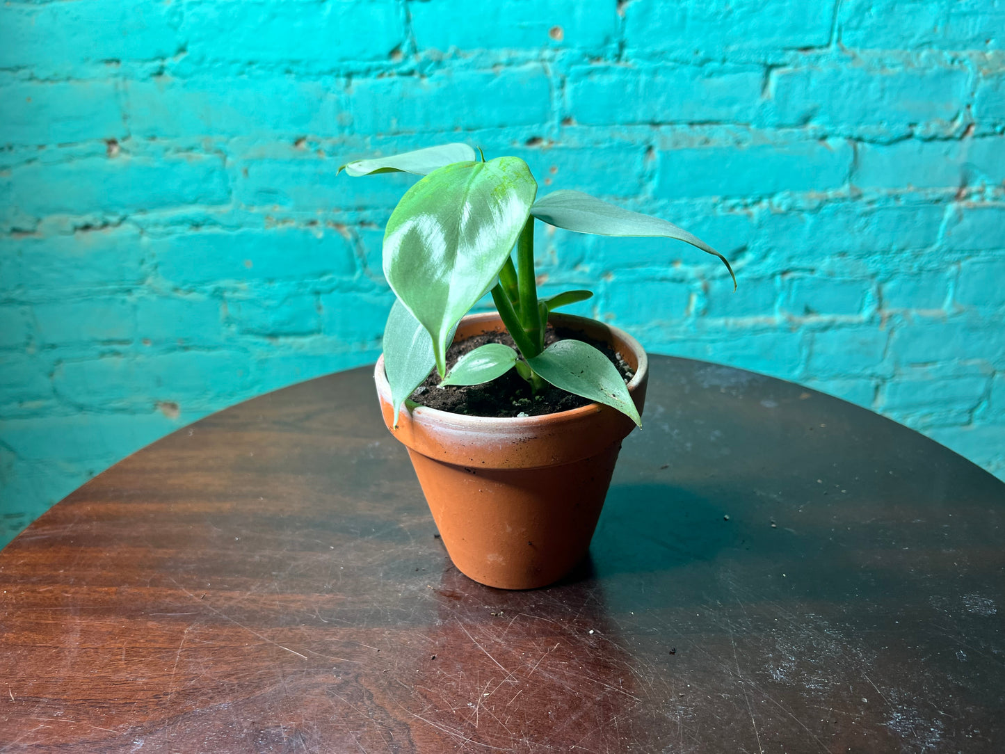 Philodendron Silver Sword 4” Clay