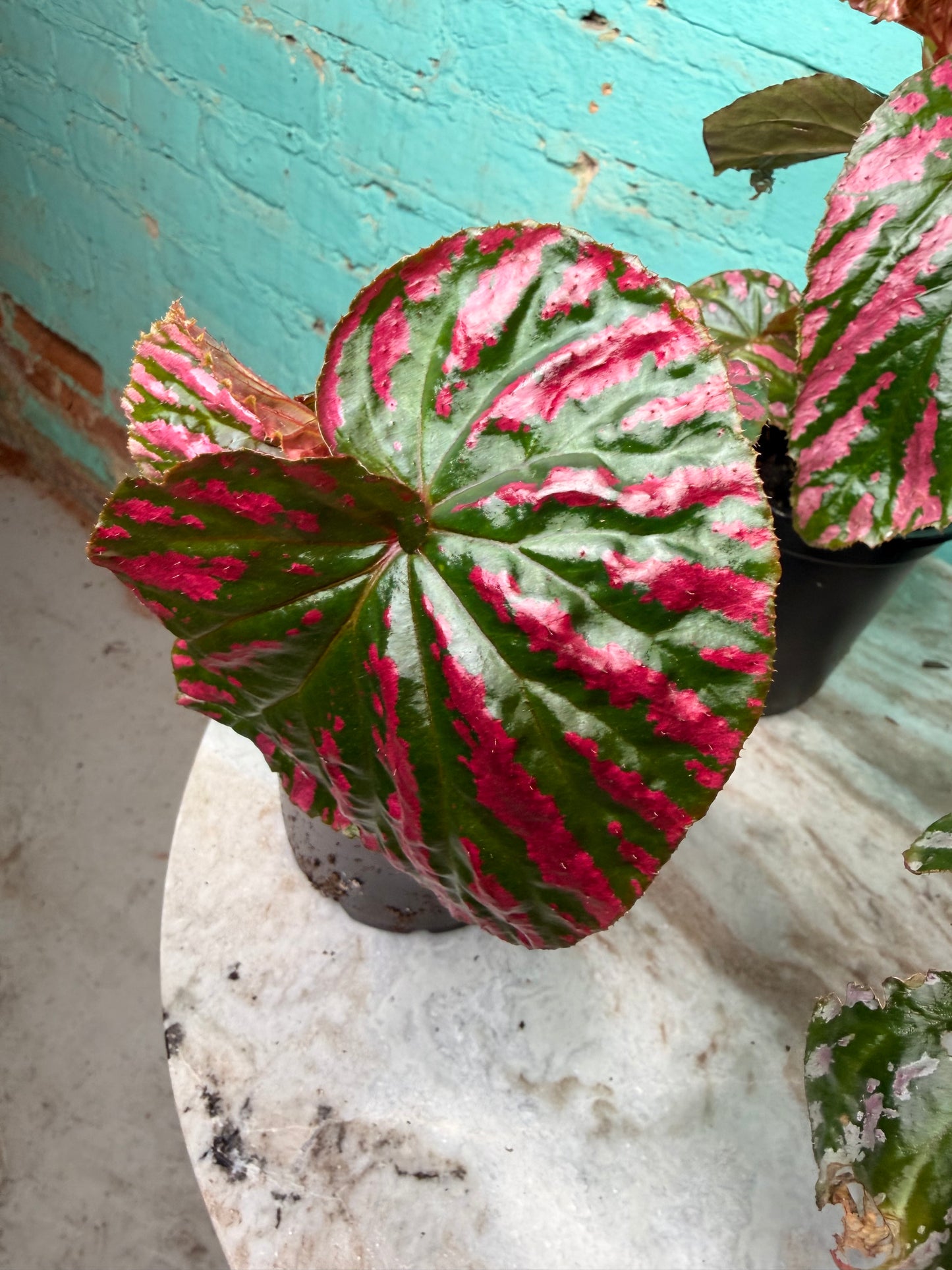 Begonia Rex “Brev Exotica”