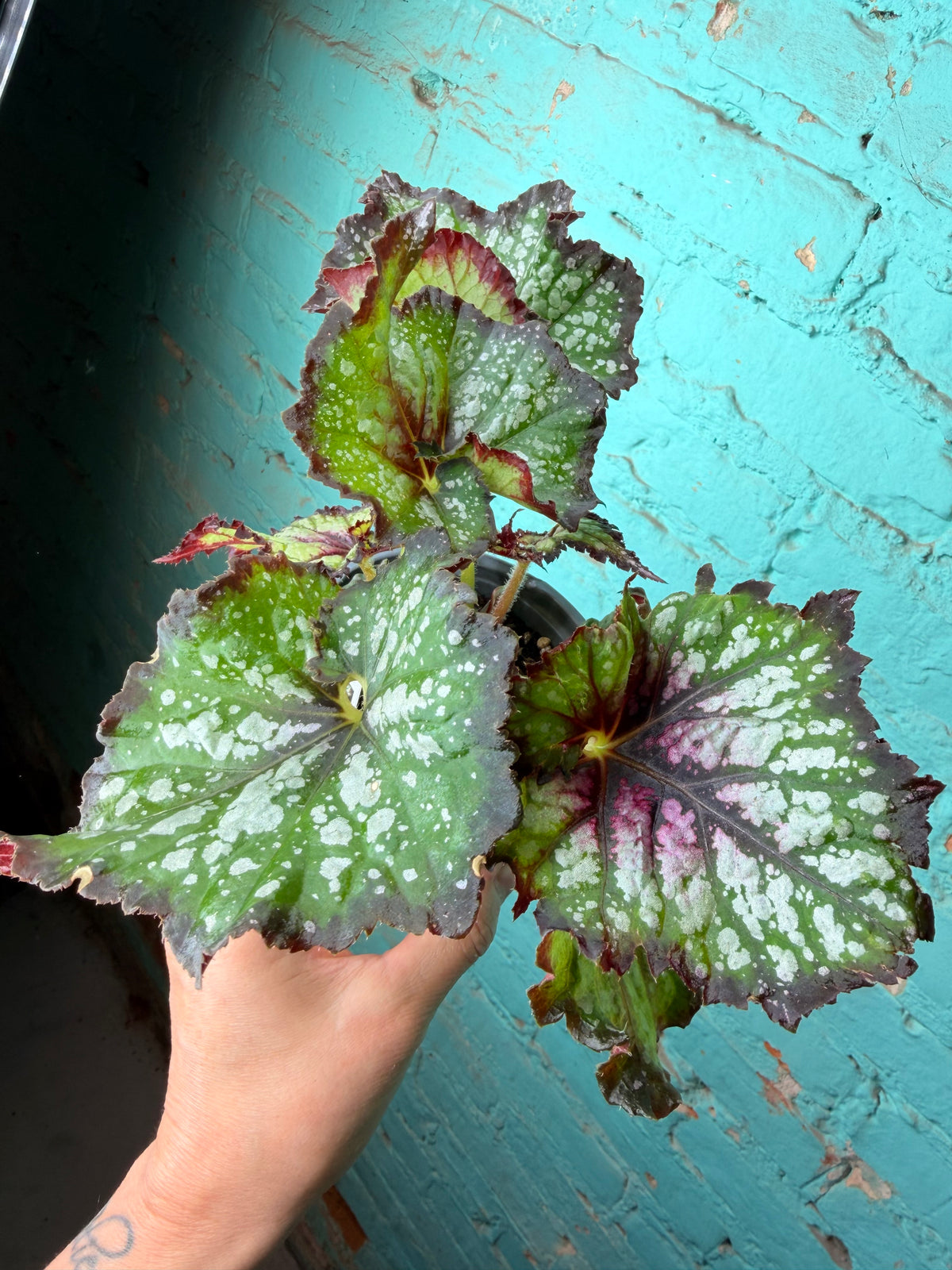 Begonia Rex ‘Lavender Mint’ 4”
