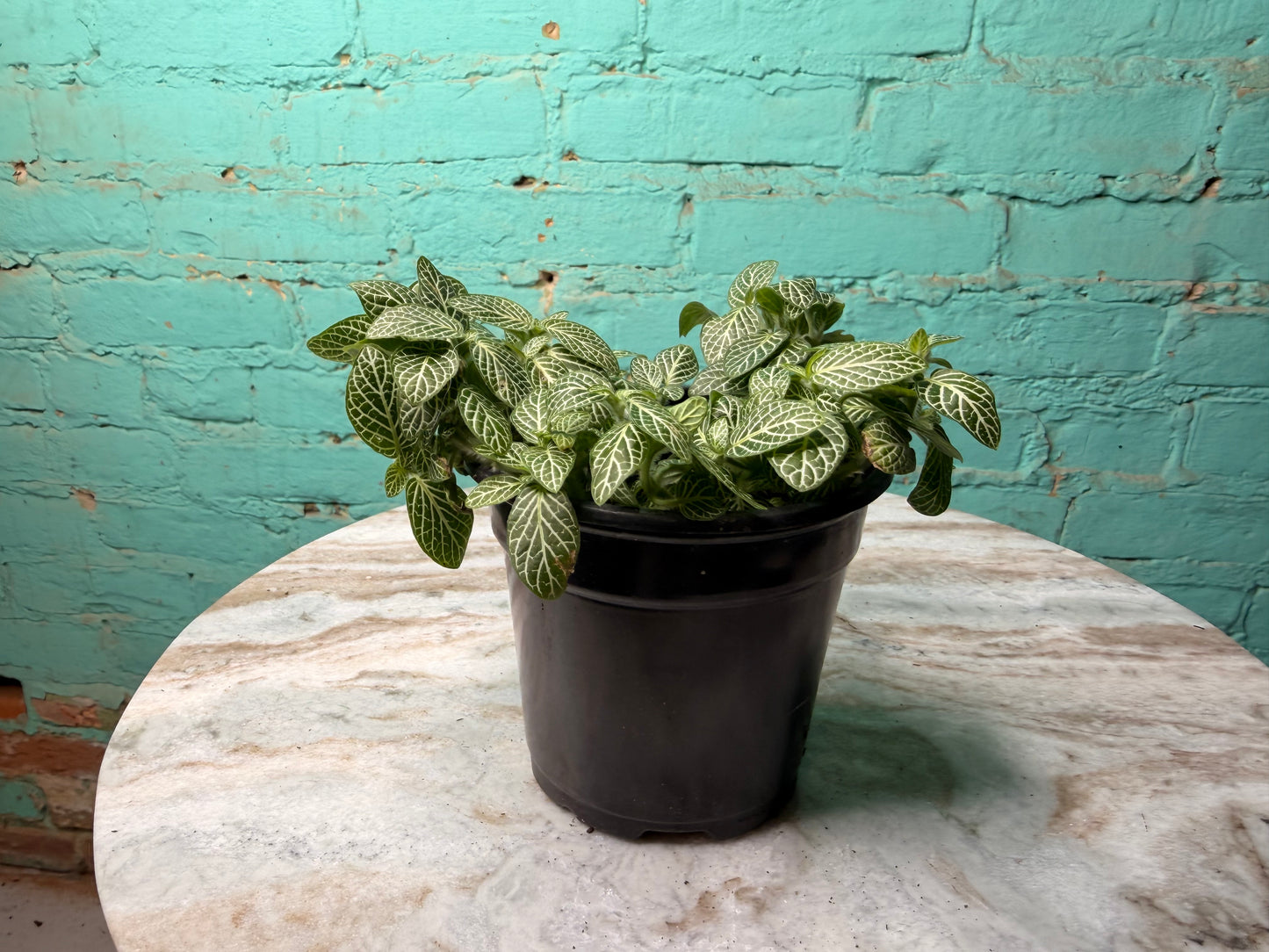 Nerve Plant - Fuzzy Stem Crawling
