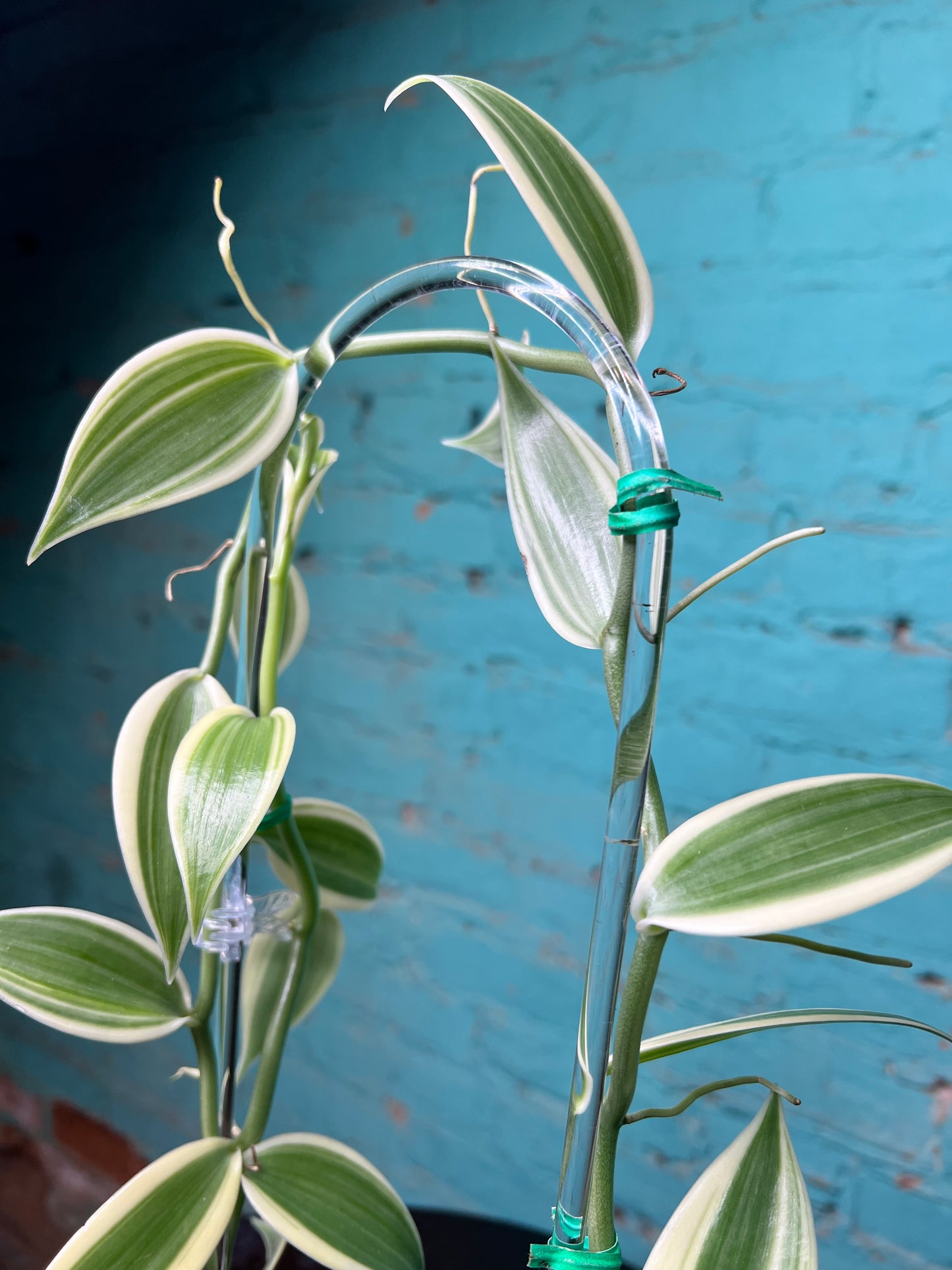 Vanilla Bean Orchids Trellis