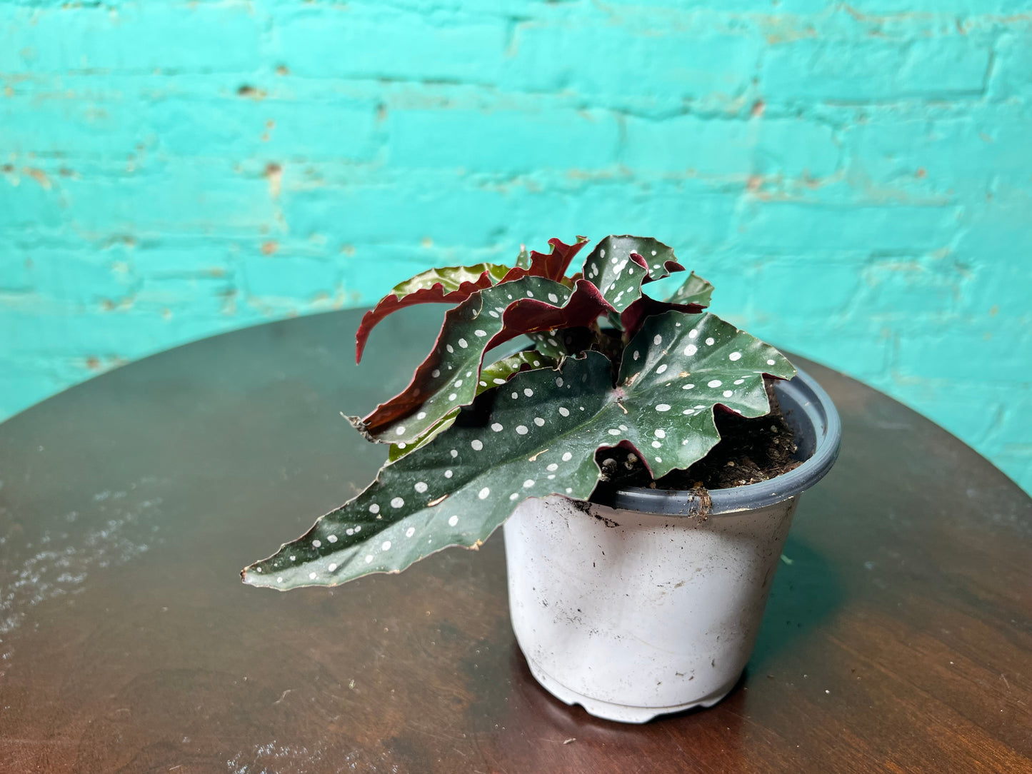 Begonia Dark Forest 5”