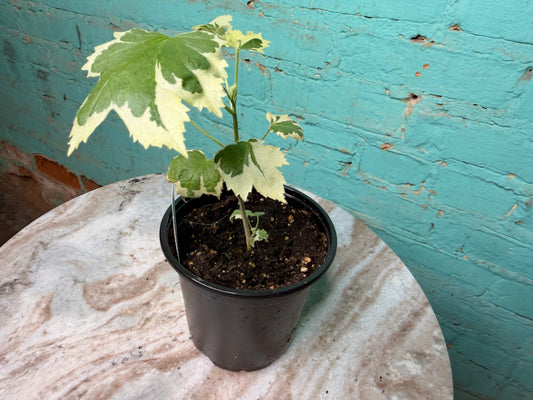 Abutilon Savitzii 4” ‘Variegated Flowering Maple’