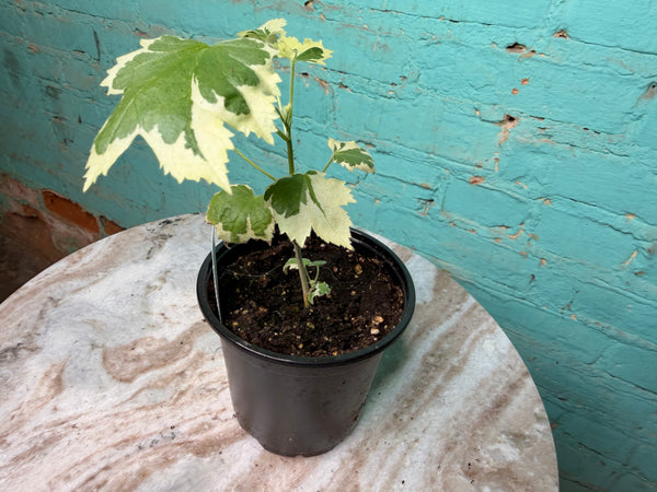 Abutilon Savitzii 4” ‘Variegated Flowering Maple’