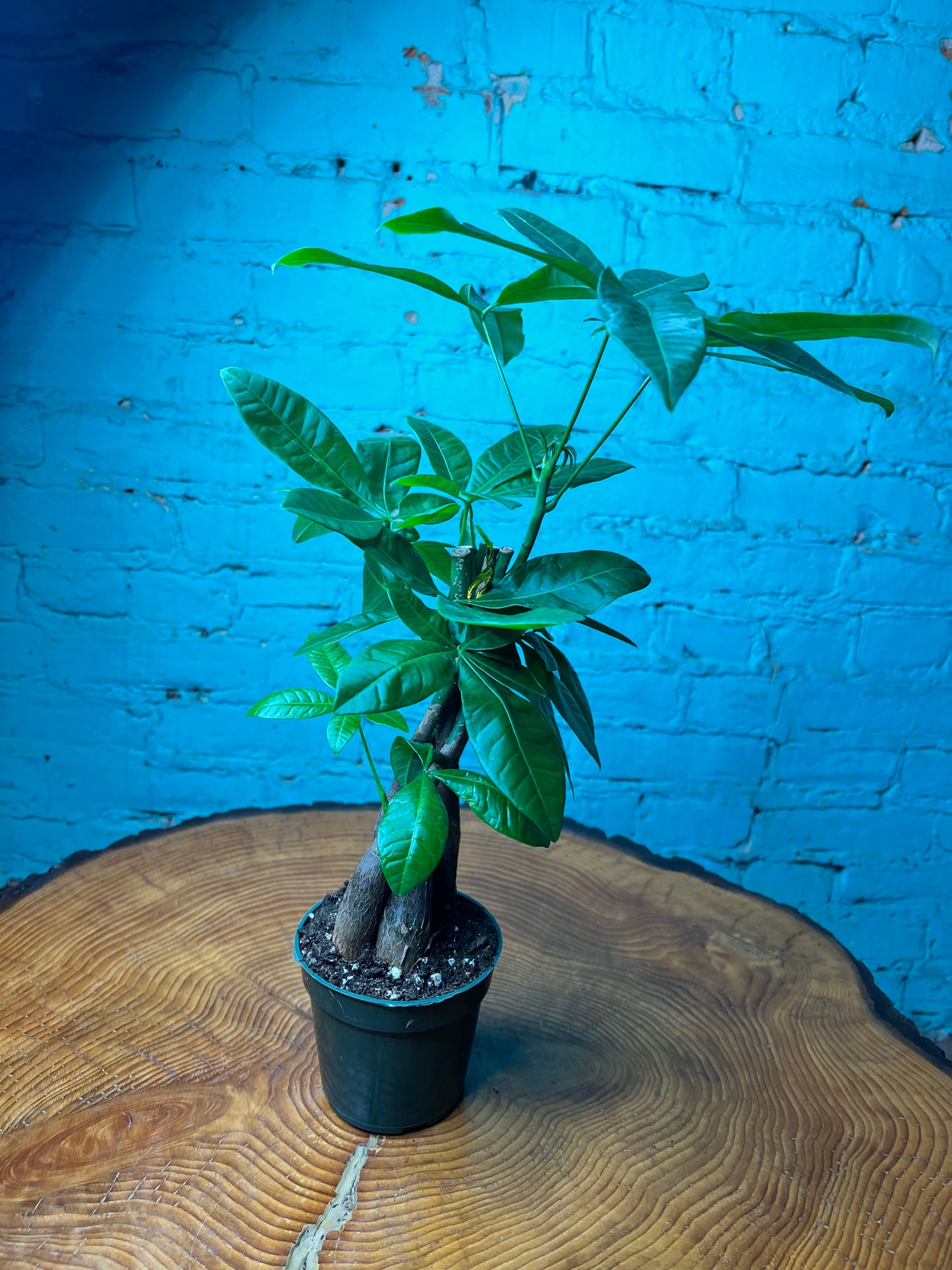 Money Tree (Pachira Glabra-Pet Friendly)
