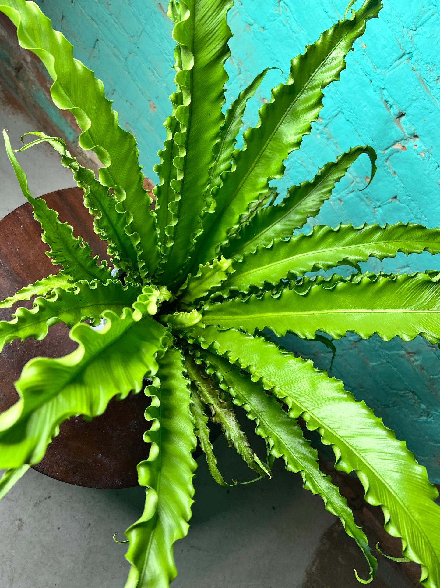 Bird’s Nest Fern curly 8”