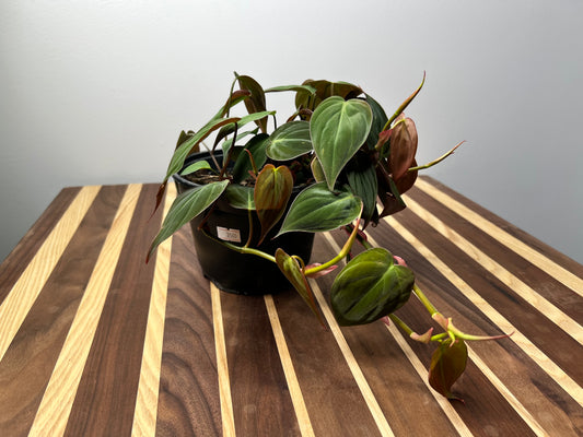 Philodendron Mican 6”