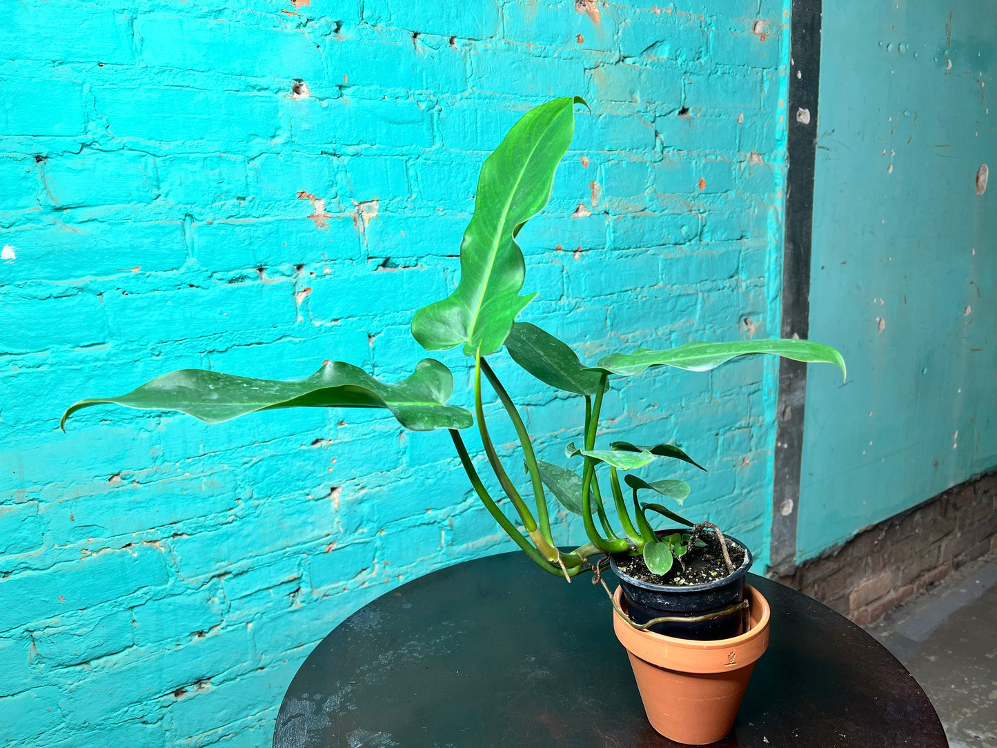 philodendron Jerry Thorne 4”