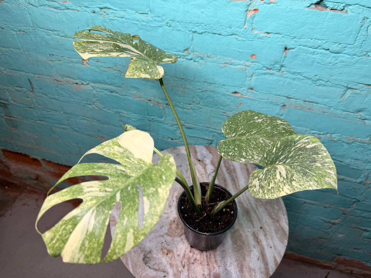 Monstera Legacy 4”