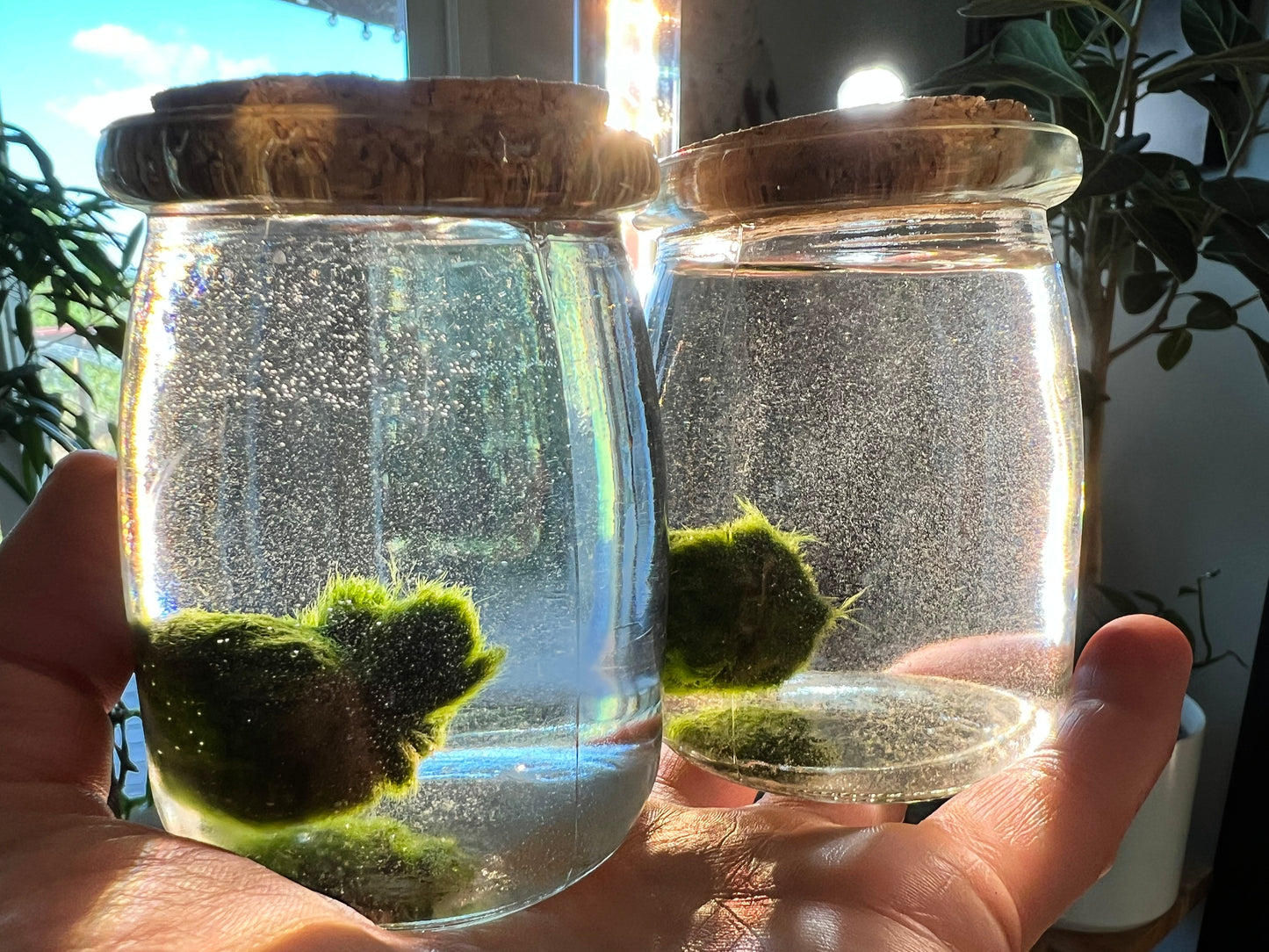 Moss balls