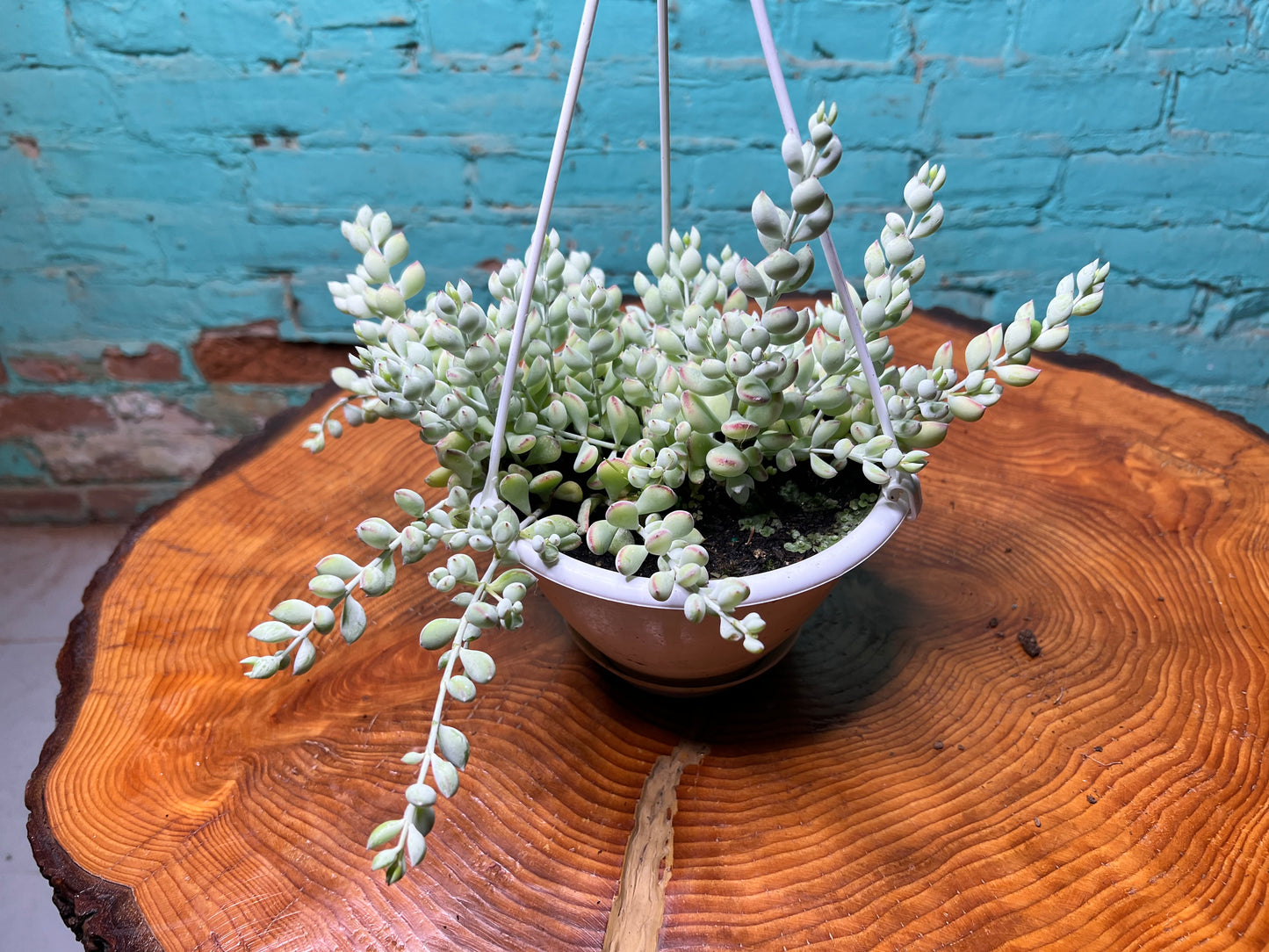 Cotyledon Pendens 6” Basket