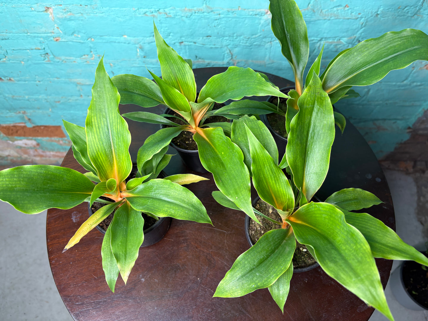 Chlorophytum Mandarin - Spider Plant 4”