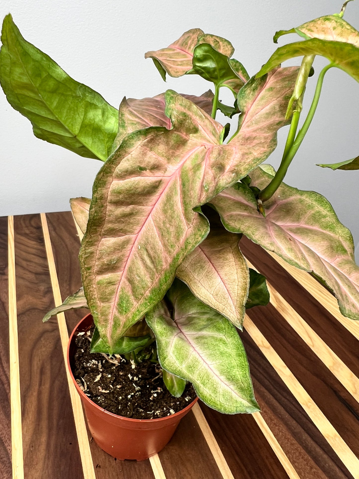 Syngonium Neon Pink