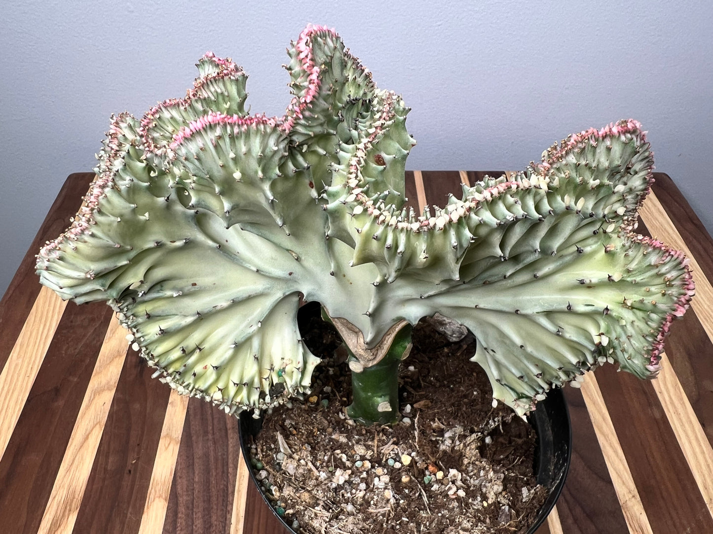 Mermaid Tail- Euphorbia Lactea 6”