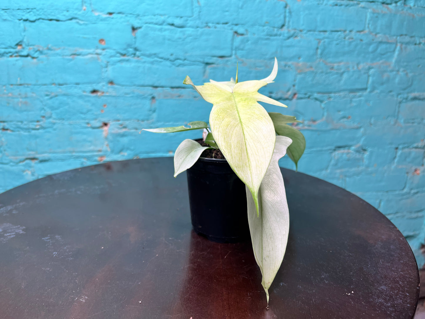 Philodendron- Florida Ghost 4”