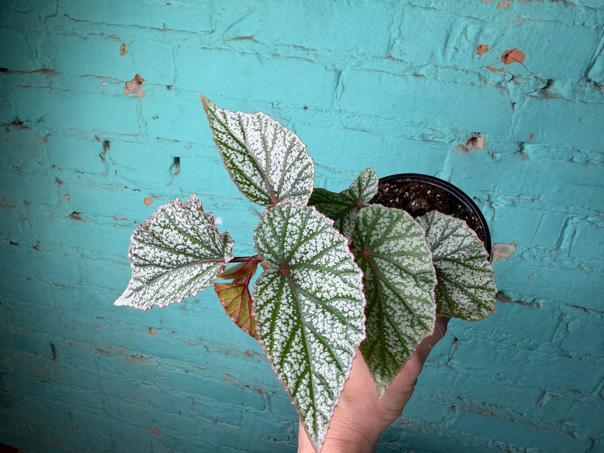 Begonia Snow Capped 4”