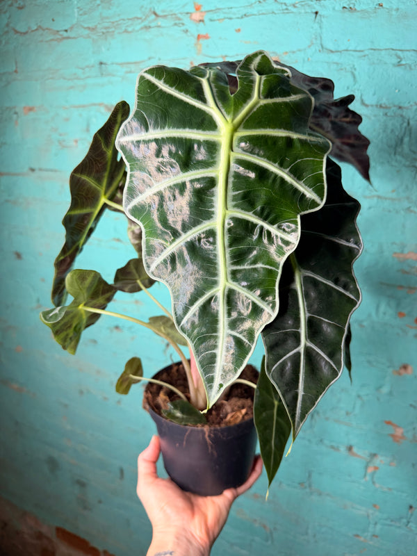 Alocasia Polly 6”
