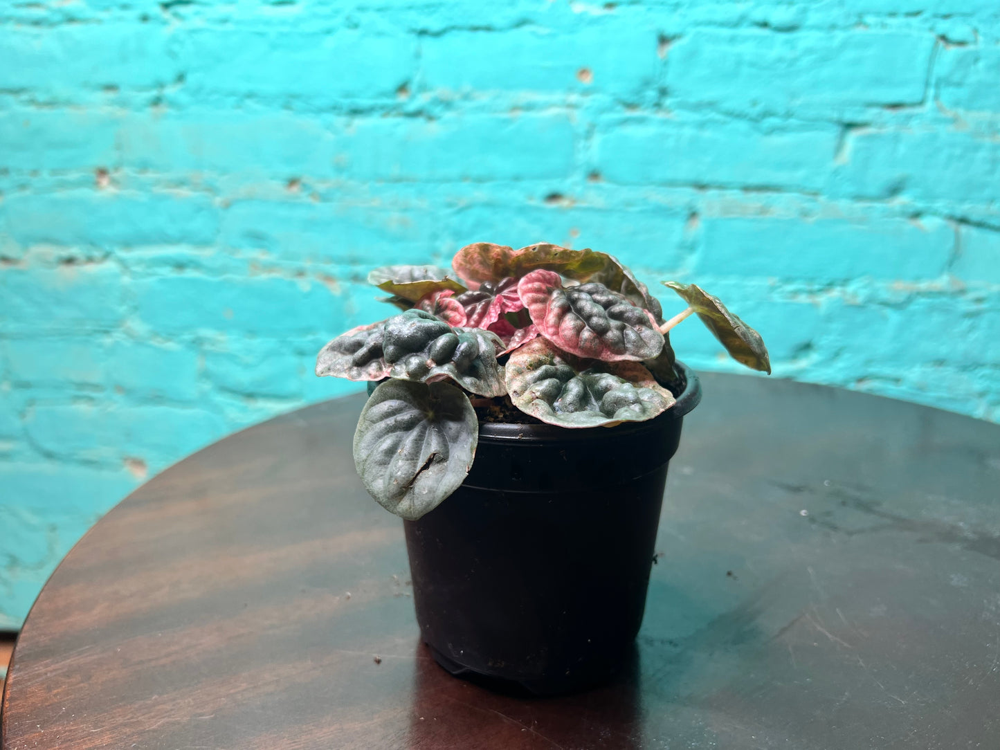 Peperomia Abicos 4”