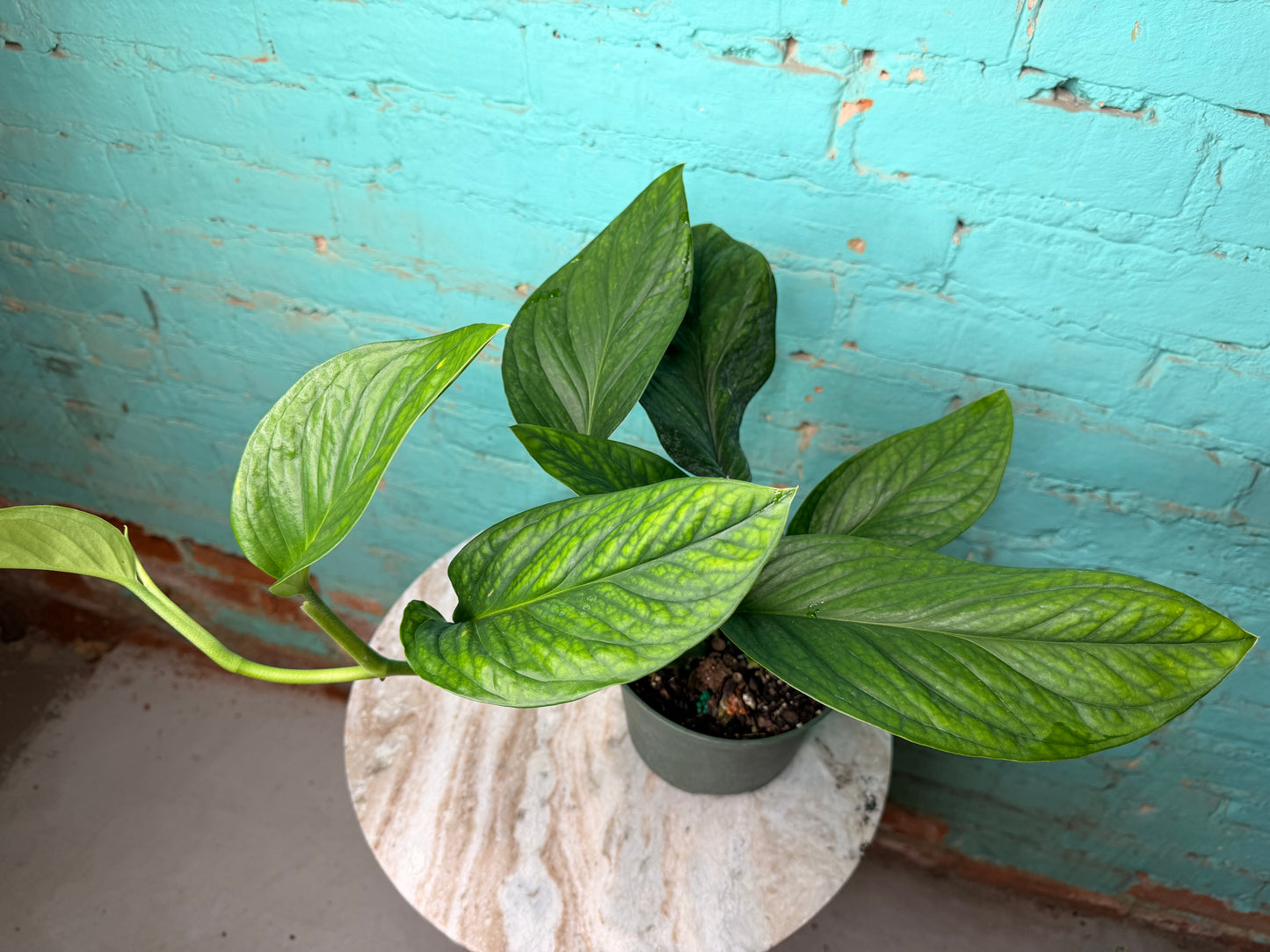 Monstera Pinnatipartita 6”