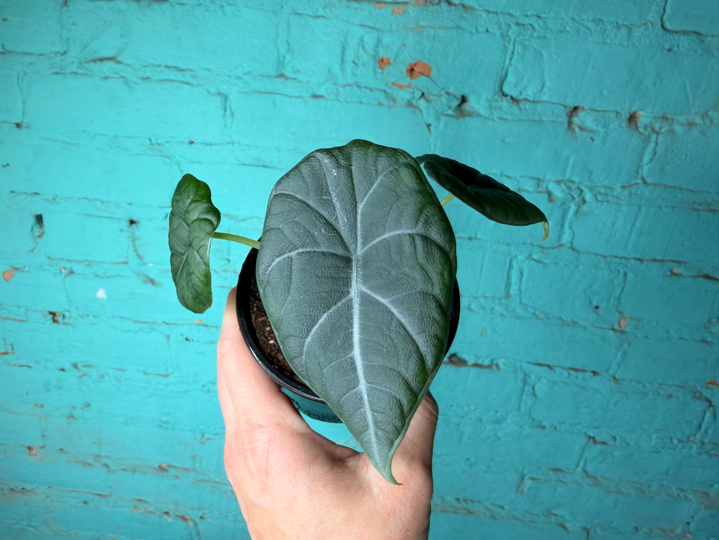 Alocasia Maharan 4” ‘Grey Dragon’