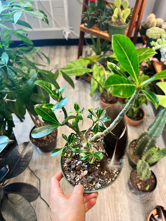 Desert Rose 6” and 8”