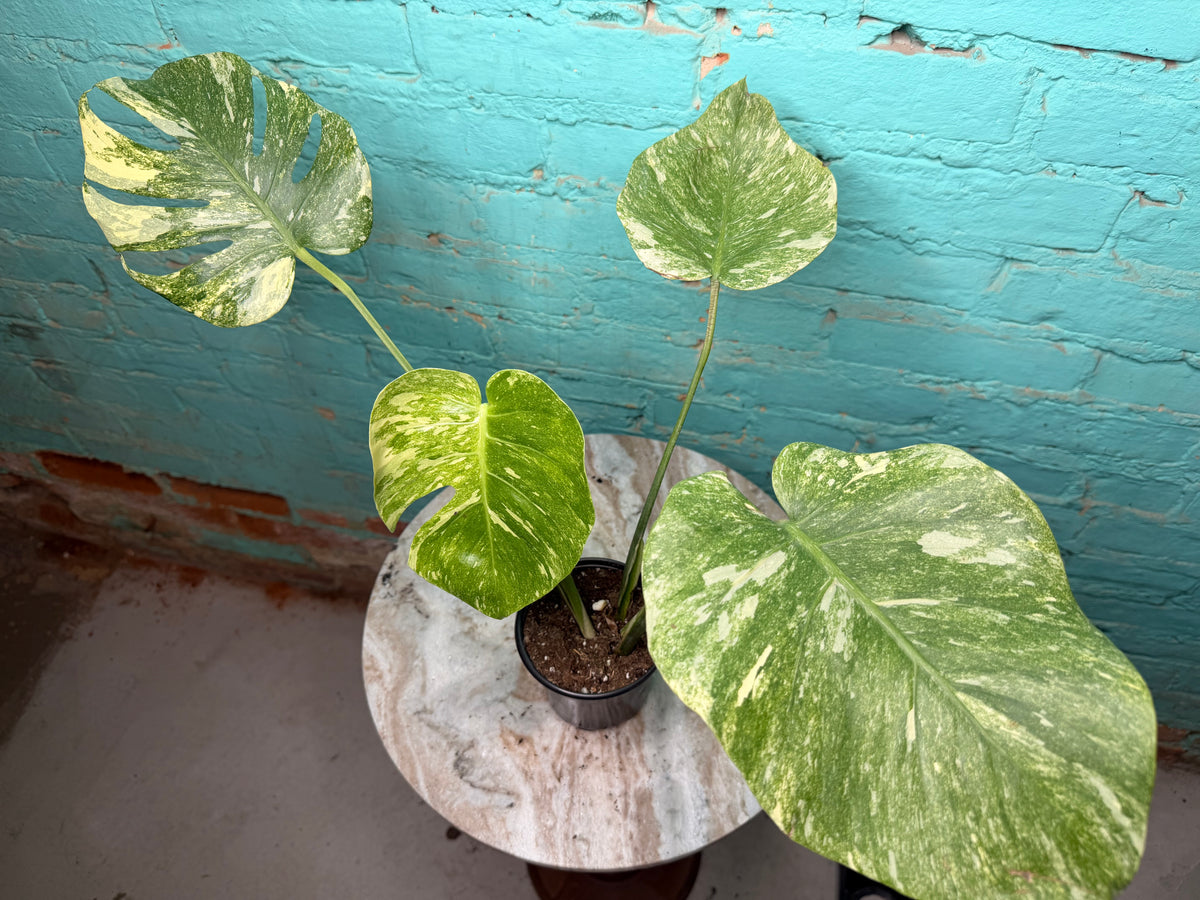 Monstera Legacy 4”