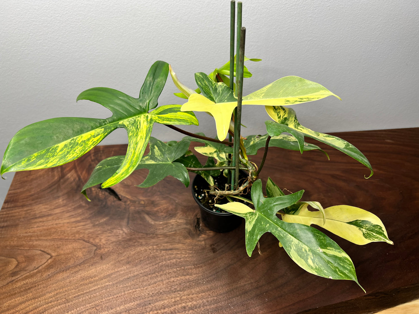 Philodendron Variegated Florida Beauty 6”