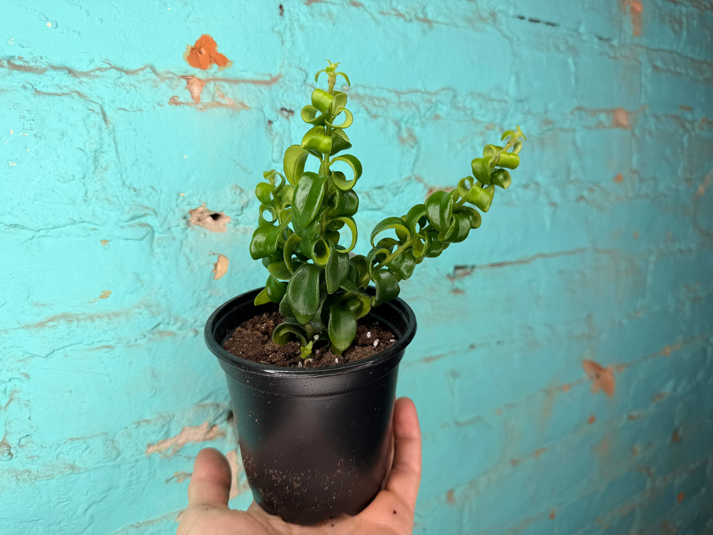 Lipstick Plant  Curly 4”