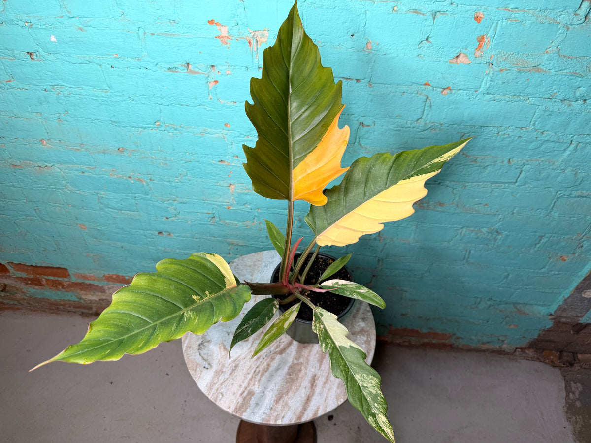 Philodendron Carmel Marble 6”