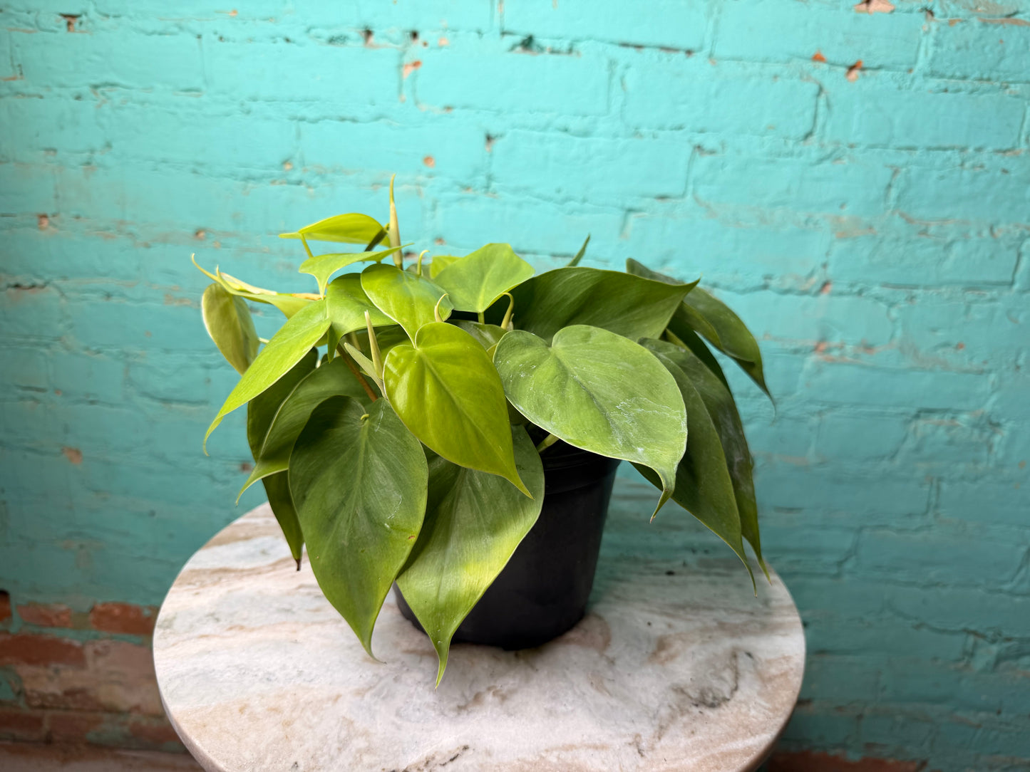 Philodendron Heart Leaf 6”