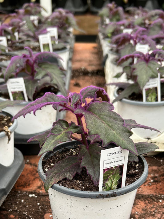 Purple Passion Plant 4”