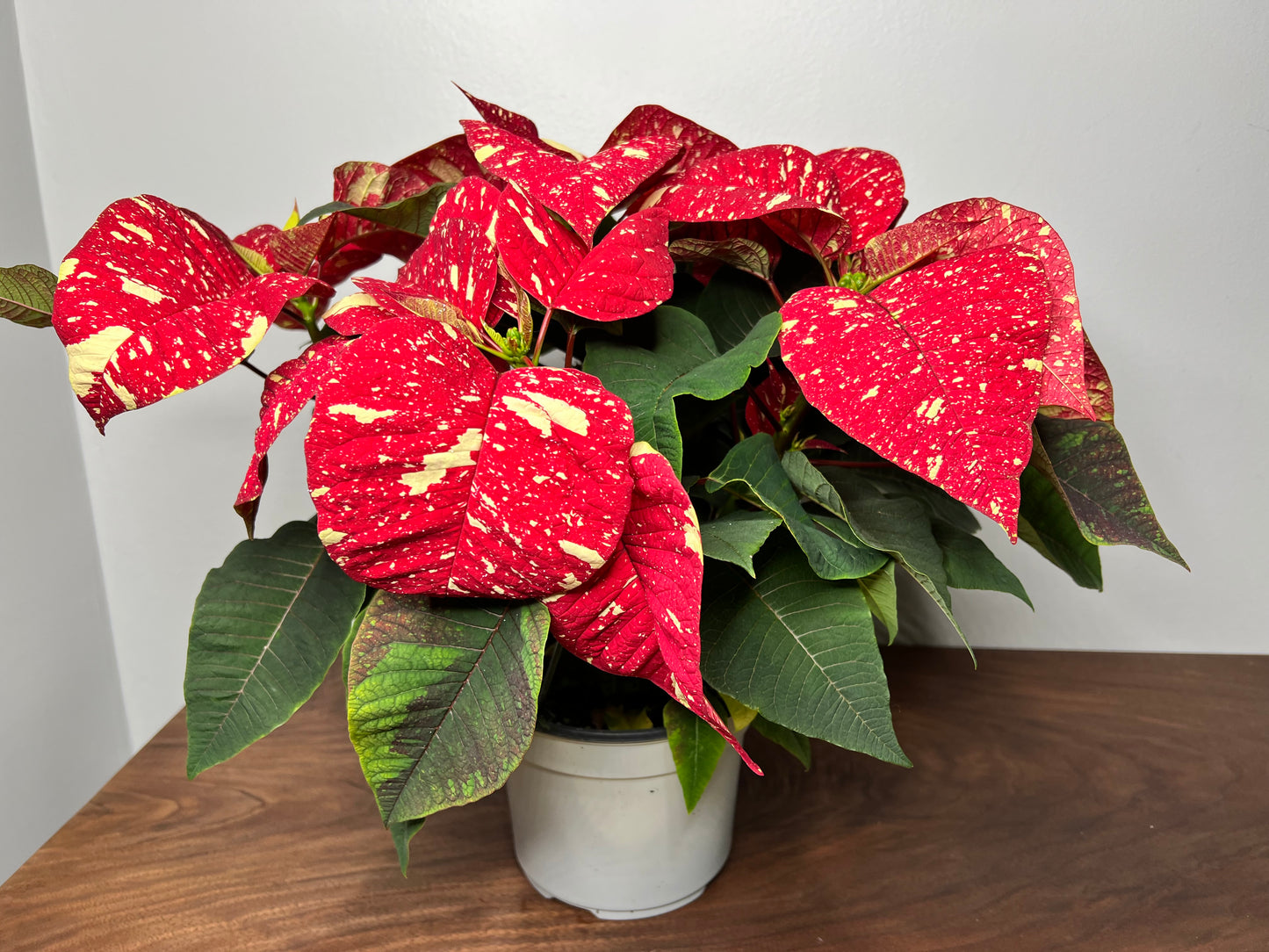 Poinsettia 6” speckled