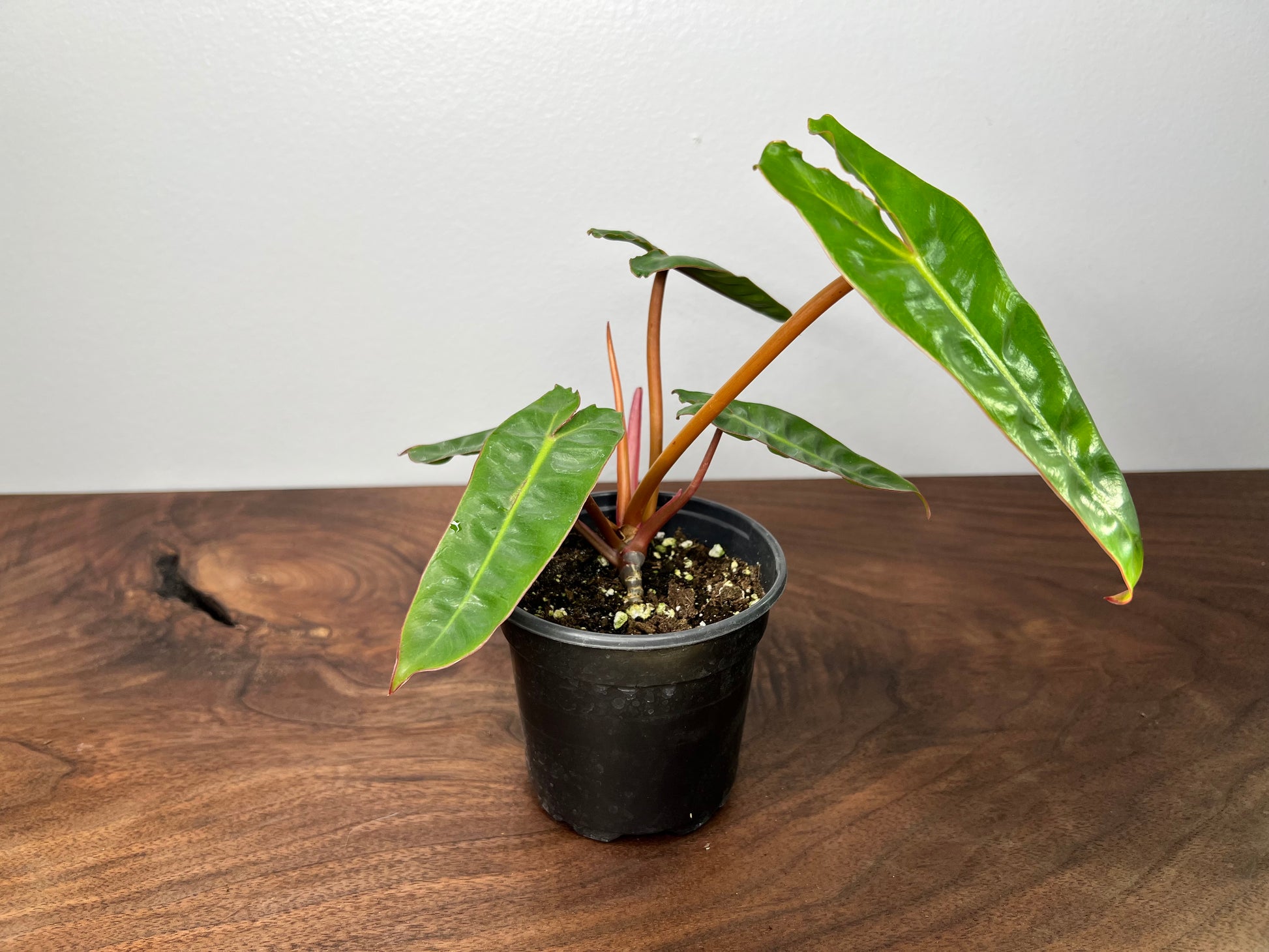 philodendron billietiae climbing Philodendron Billietiae – The Rooted Plant Shop