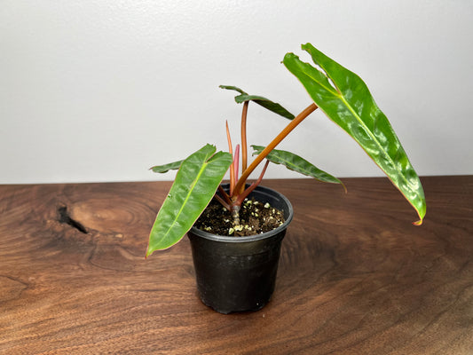 Philodendron Billietiae