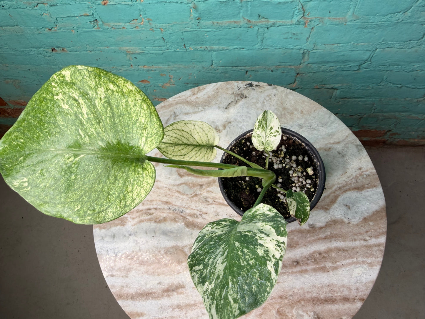 Monstera Deliciosa Mint 4”