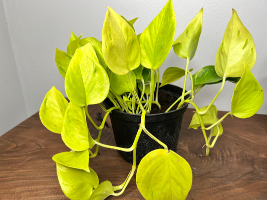 Epipremnum aureum 'Champs-Elysees 6”