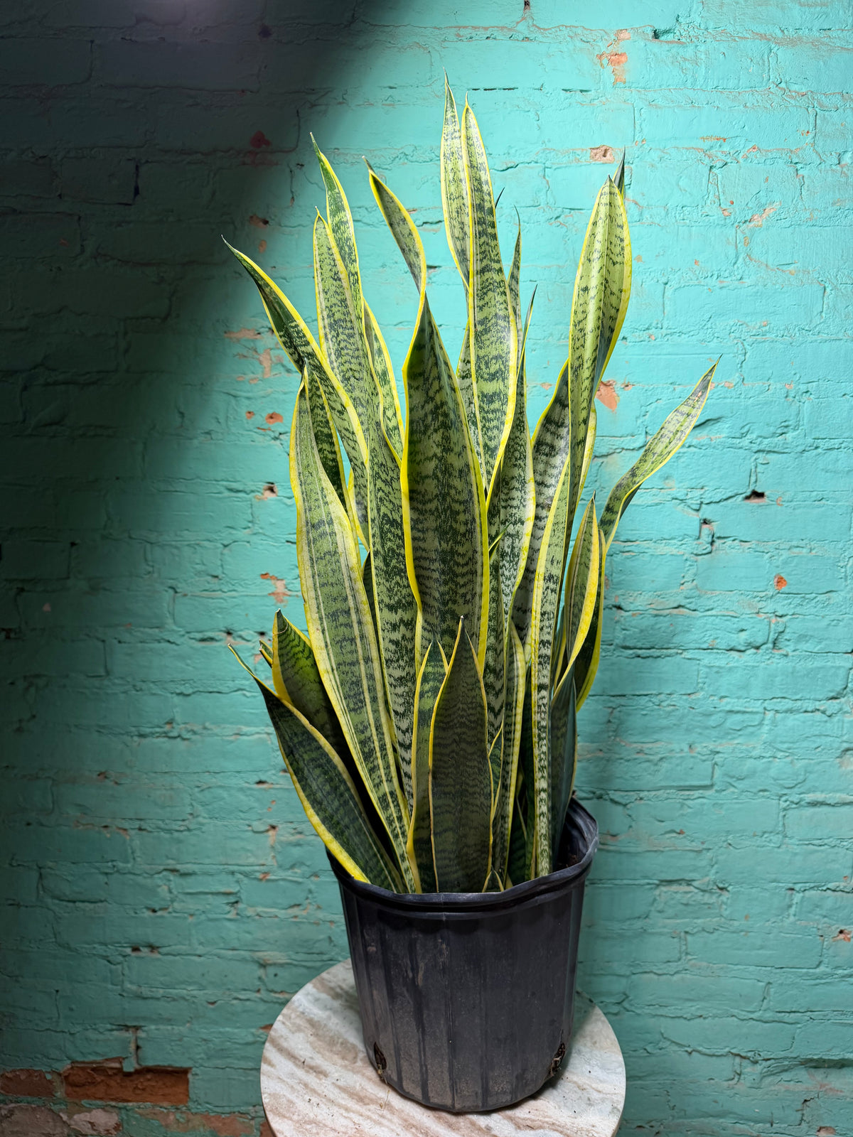 Snake plant ‘Laurentin’ 10” (39” Tall)