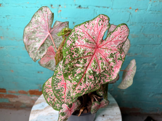 Caladium 6” ‘Pink Beauty’