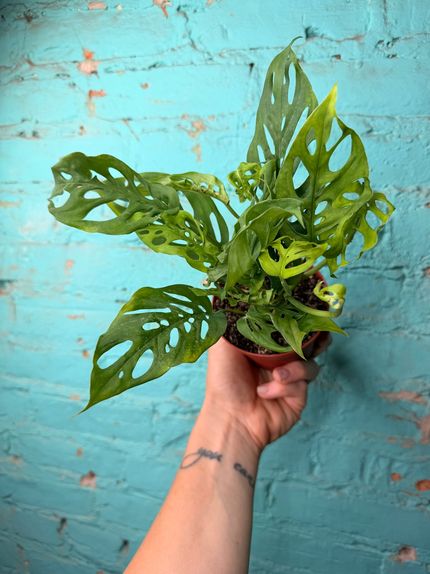 Monstera Adansonii (Swiss Cheese) 4”