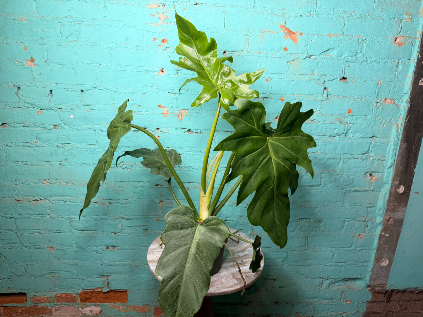 Philodendron Mayoi 6”