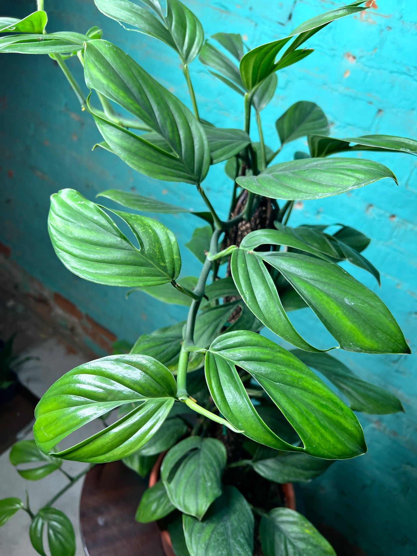 Monstera Peru-Monstera karstenianum Totem 8”