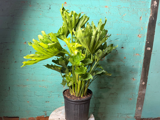 Philodendron Selloum -Hope 8”