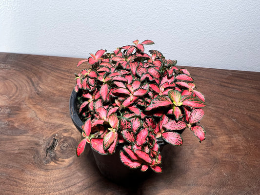 Fittonia Verschsffeltii Forest Flame 4”