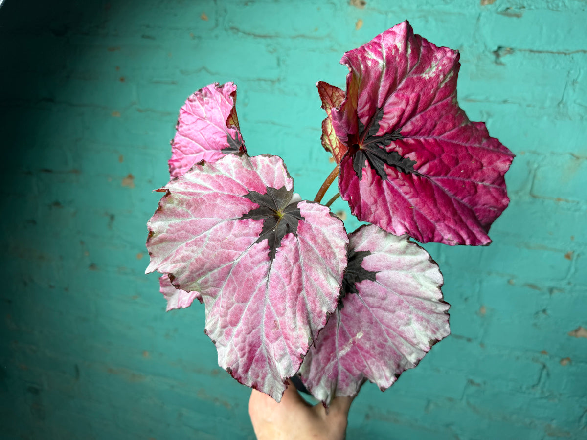 Begonia T-Rex ‘Ruby Slipper’