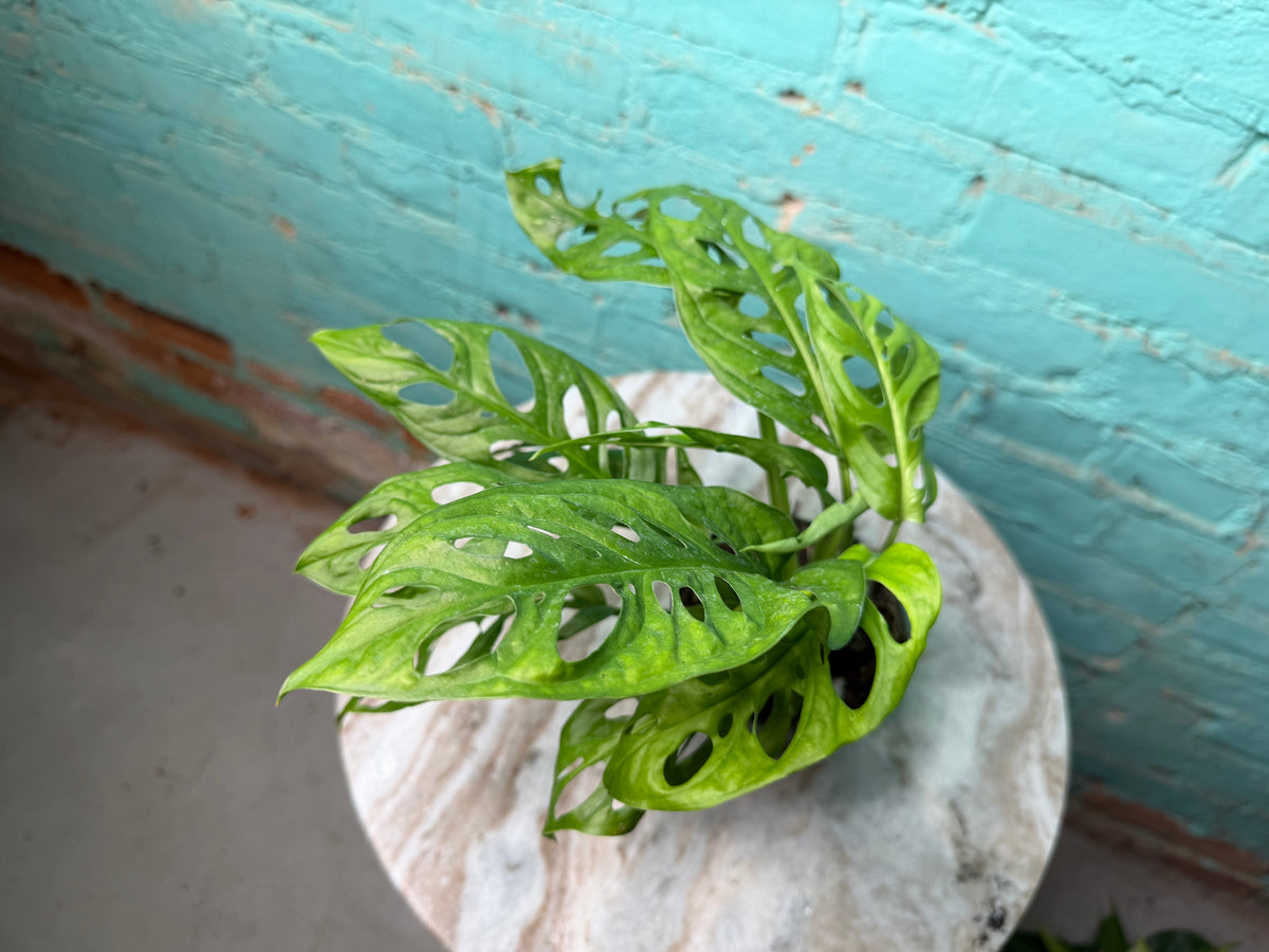 Monstera Adansonii ‘Swiss Cheese’ 4”