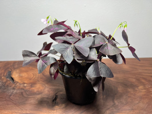 Purple Shamrock