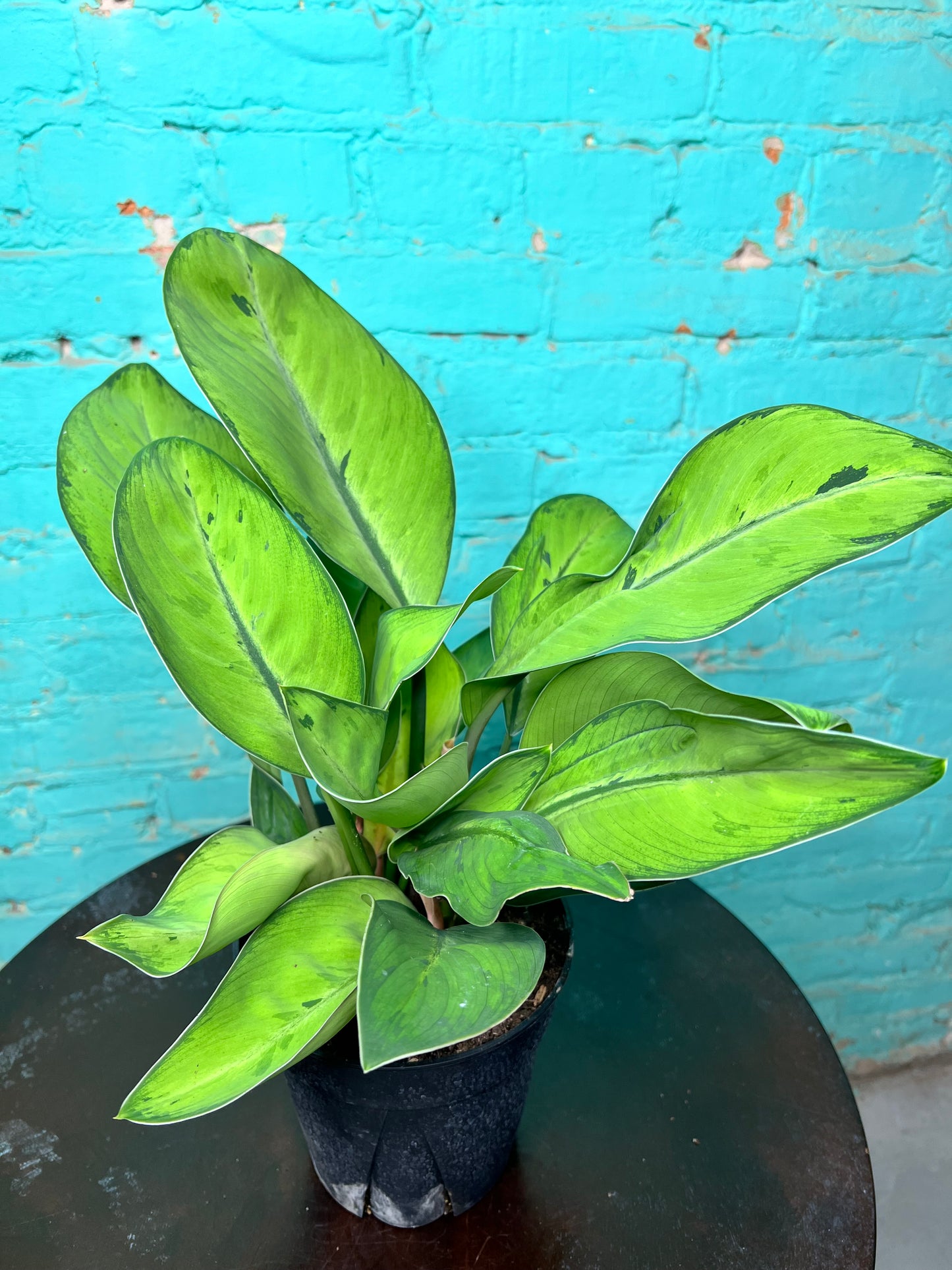 Homalomena Selby 6”