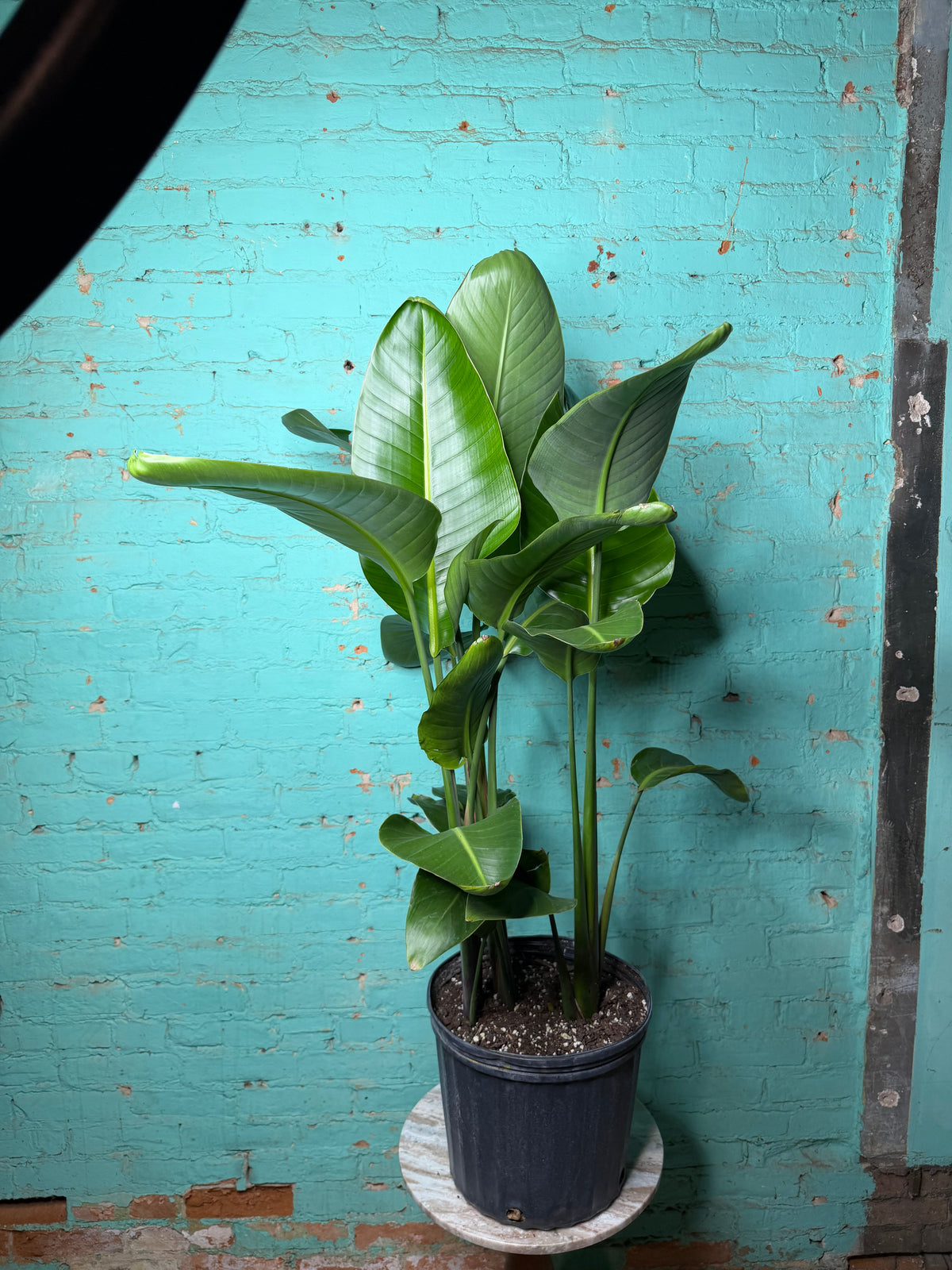 Bird of Paradise White 10 39”-42”