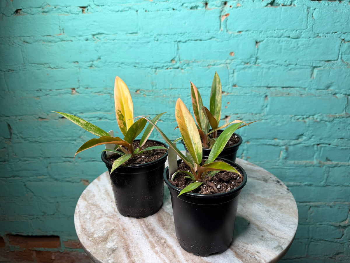 Philodendron Carmel Marble 4”